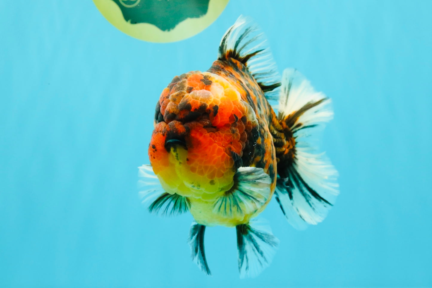 AAA Grade Godzilla Tiger Yuanbao Male 5.5-6 inches #031326YB_19