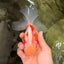 A Grade Lipstick Kohaku Red White Oranda Male 5.5 inches #102326OR_19