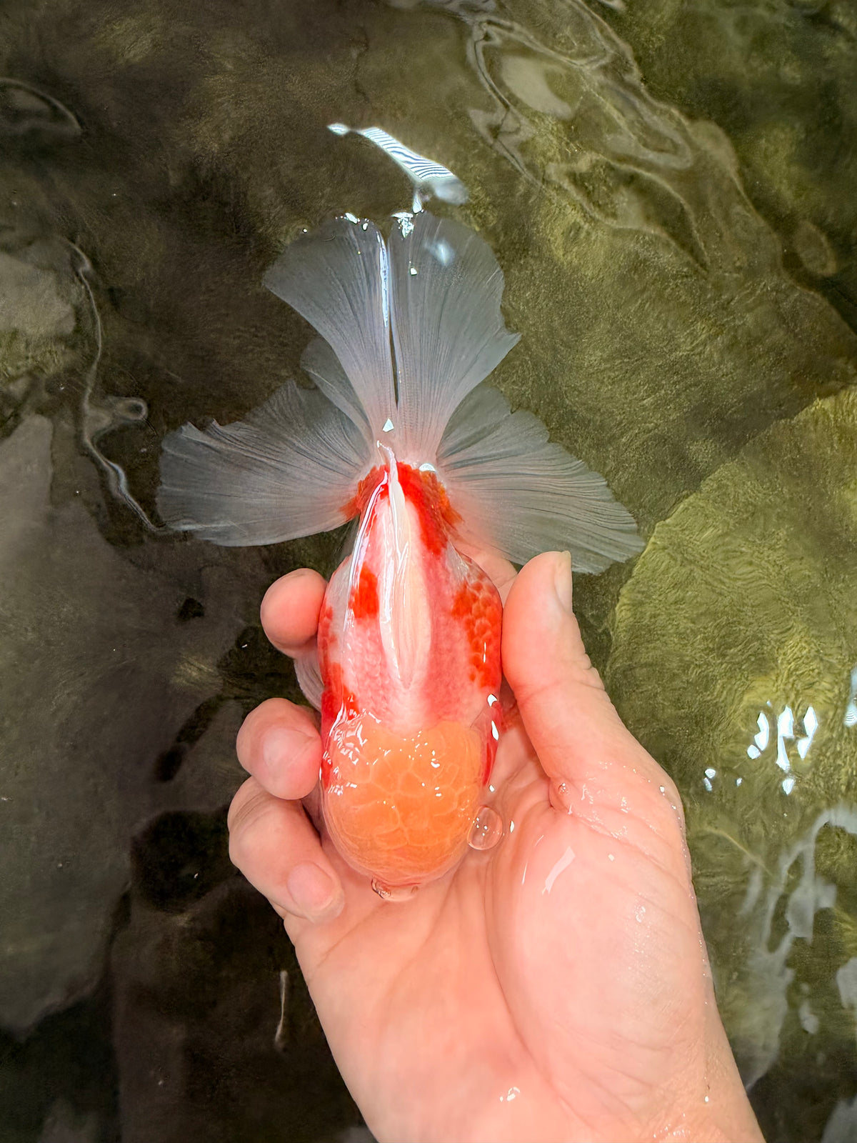 A Grade Lipstick Kohaku Red White Oranda Male 5.5 inches #102326OR_19