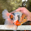 AAA Grade Sanke Marble Oranda Male 6.5 inches #062626OR_03