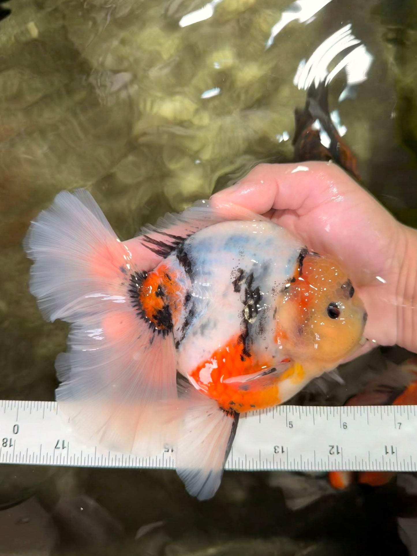 AAA Grade Sanke Marble Oranda Male 6.5 inches #062626OR_03