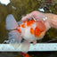 AAA Grade Godzilla Sakura Oranda Male 6-6.5 inches #080125OR_03