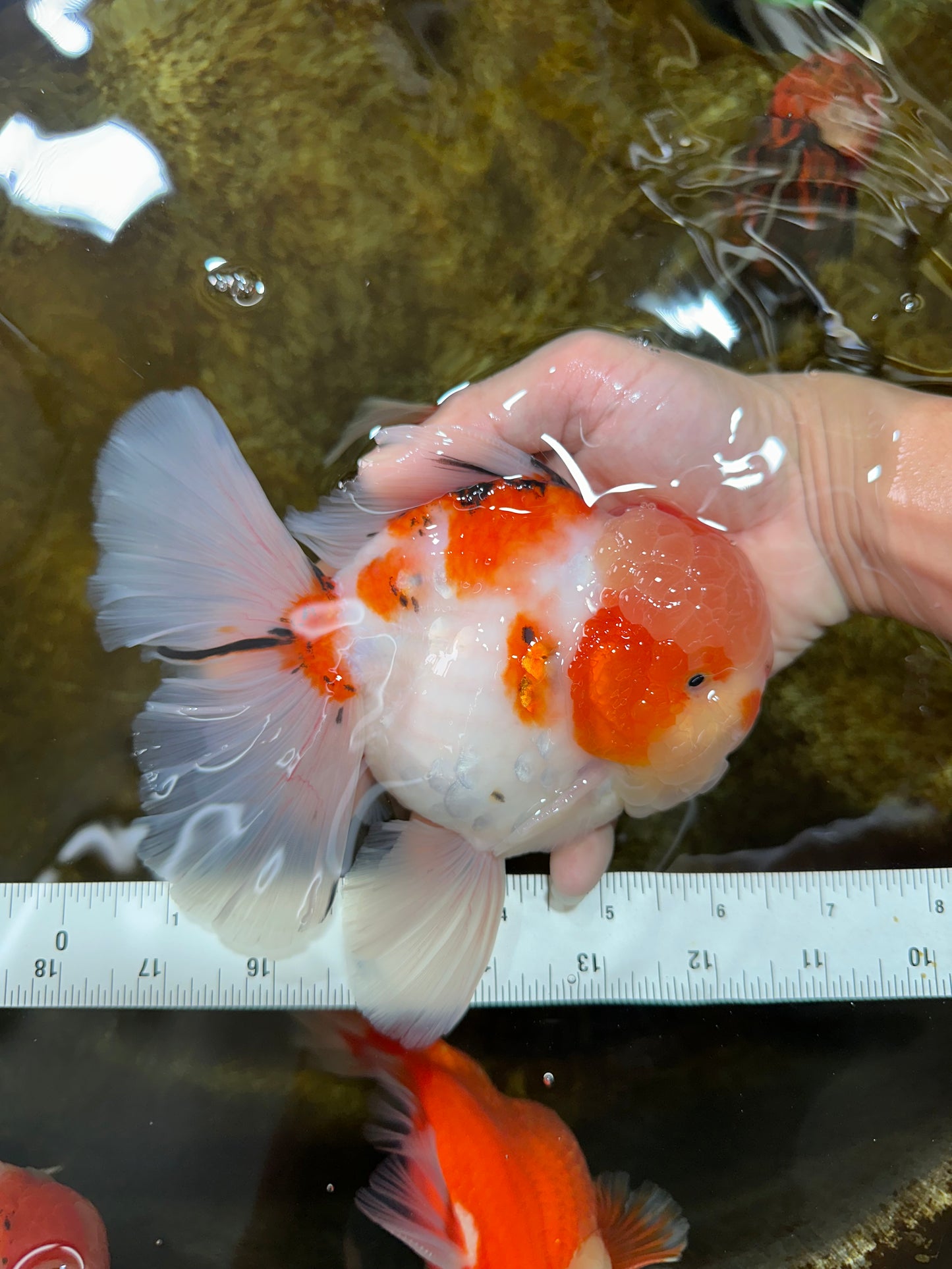 AAA Grade Godzilla Sakura Oranda Male 6-6.5 inches #080125OR_03