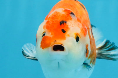 A Grade Tricolor Sakura Chinese Ranchu Male 4.5-5 inches #112125RC_15