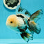 AAA Grade Tricolor Oranda Perfect Shape Male 5.5 inches #1011OR_05