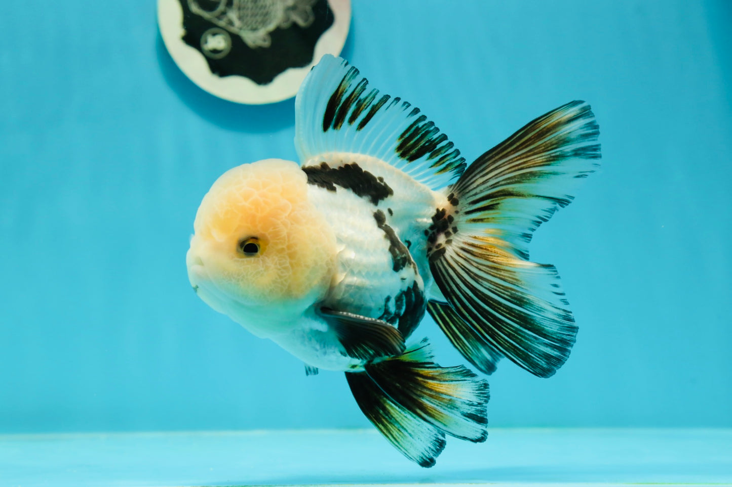 AAA Grade Tricolor Oranda Perfect Shape Male 5.5 inches #1011OR_05