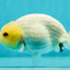 Cute face Lemonhead Lionchu Male 4-4.5 inches #1011LC_17