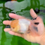 AAA Grade Lemonhead Oranda Male 5 inches #0510OR_09