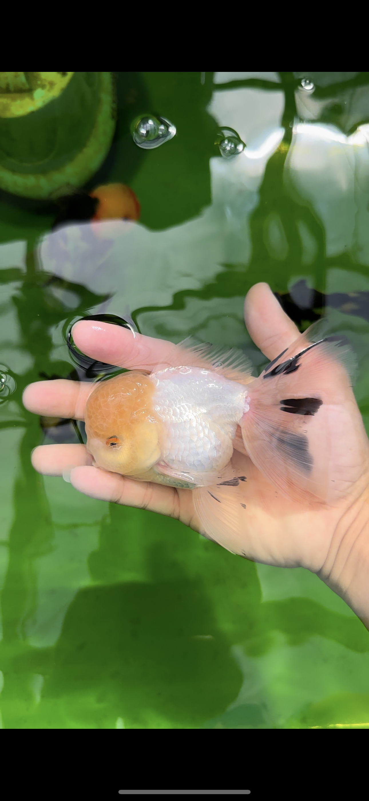 Macho oranda cabeza de limón de grado AAA de 5 pulgadas n.º 0510OR_09