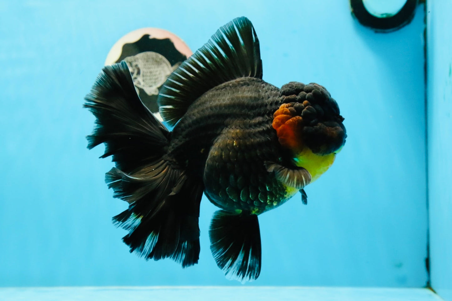 Oranda tricolore 16x20