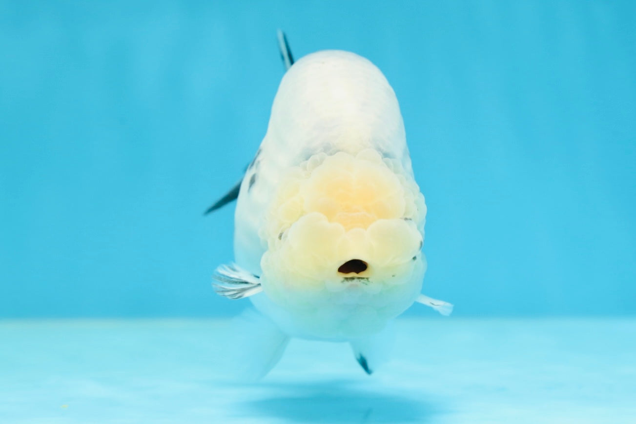 A Grade Marble Blue Back Sakura Lionking 4.5 inches #080125LC_16