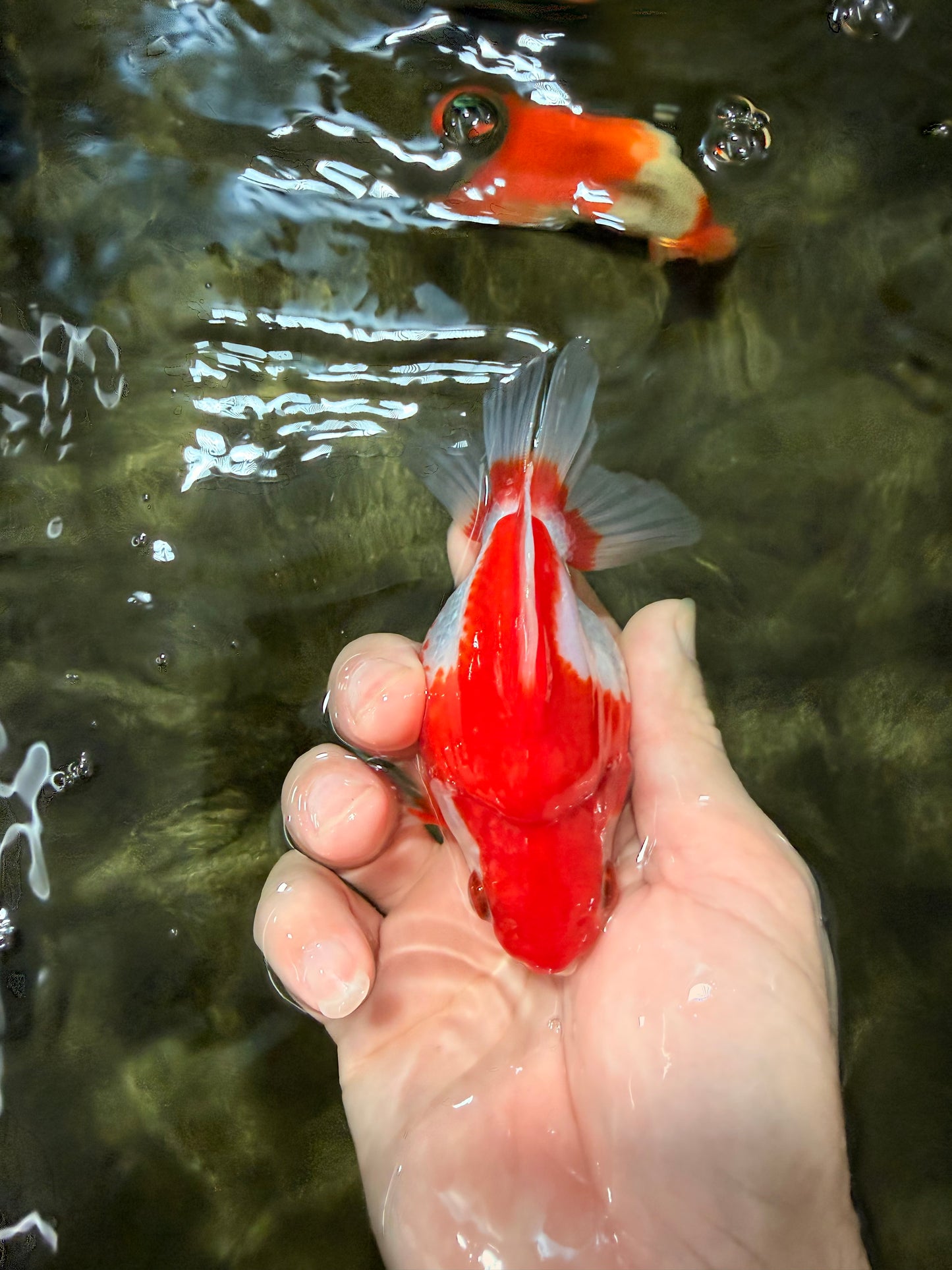 A Grade Red White Ryukin Female 4 inches #050126RK_04