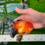 A Grade Apache Oranda Male 4.5 inches #0913OR_12