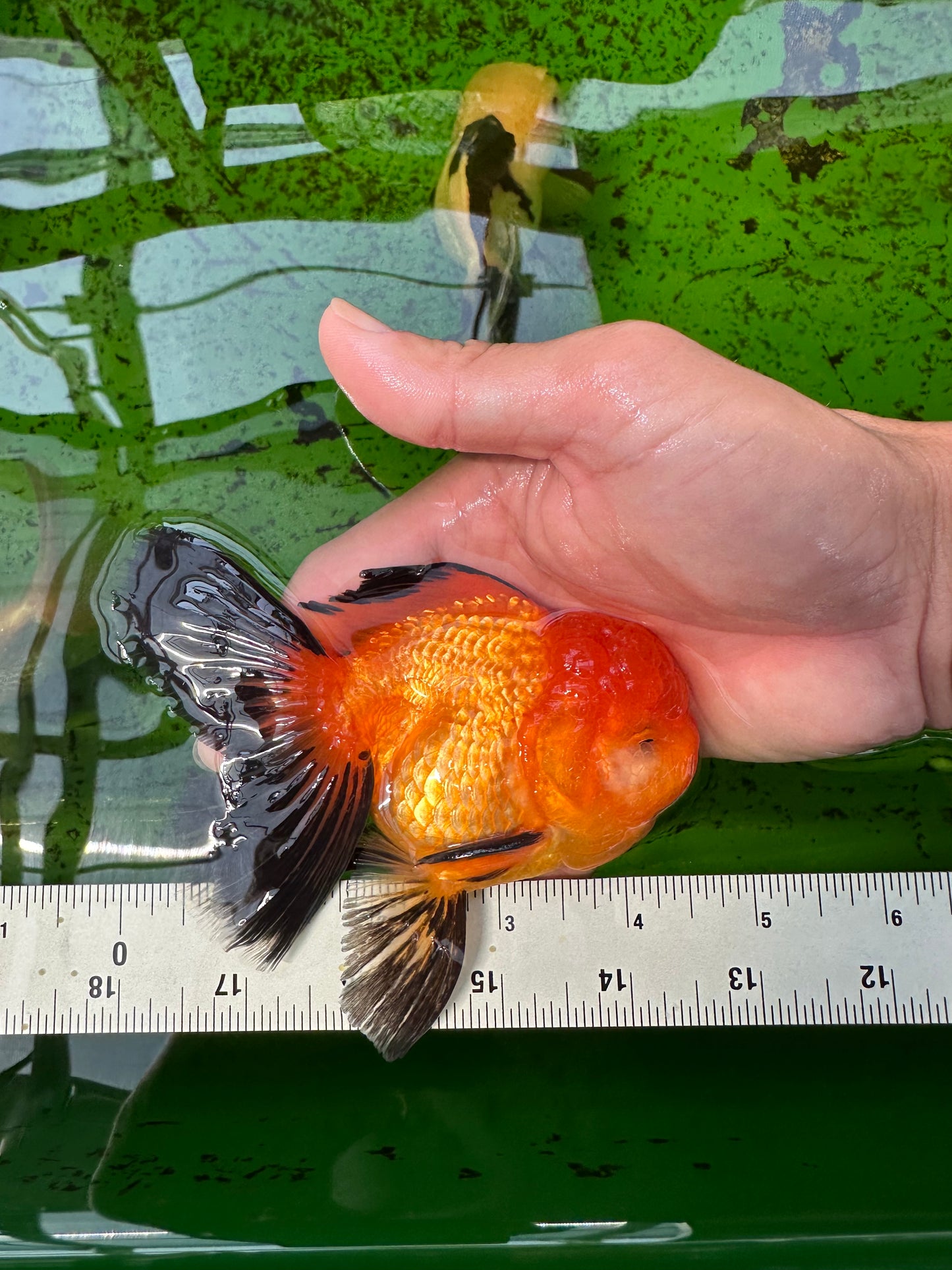 Macho Apache Oranda de grado A de 4,5 pulgadas n.° 0913OR_12