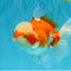 FLUFFY WEN Red White Oranda Male 6.5 inches #040326OR_11