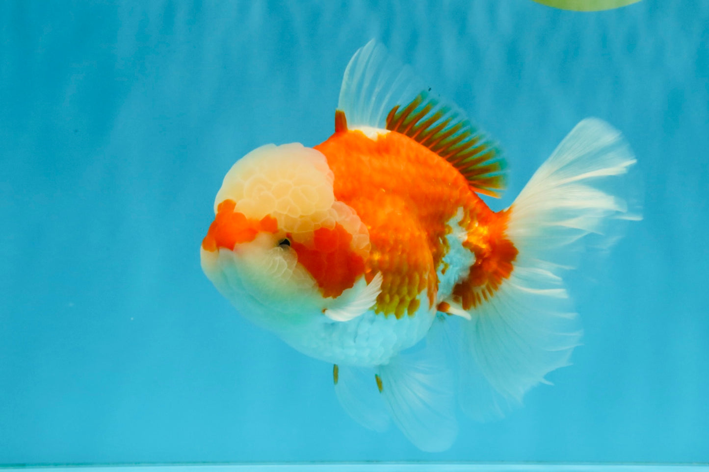 FLUFFY WEN Red White Oranda Male 6.5 inches #040326OR_11