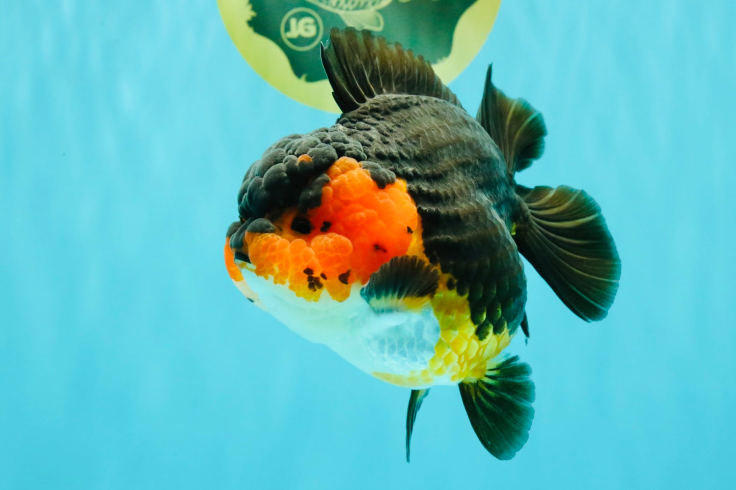 SUPER CUTE AAA Grade Tricolor Yuanbao Female 5 inches #062626YB_16