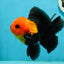 Grumpy 😡 A Grade Red Head Button Eyes Oranda Male 4.5-5 inches #1004OR_38