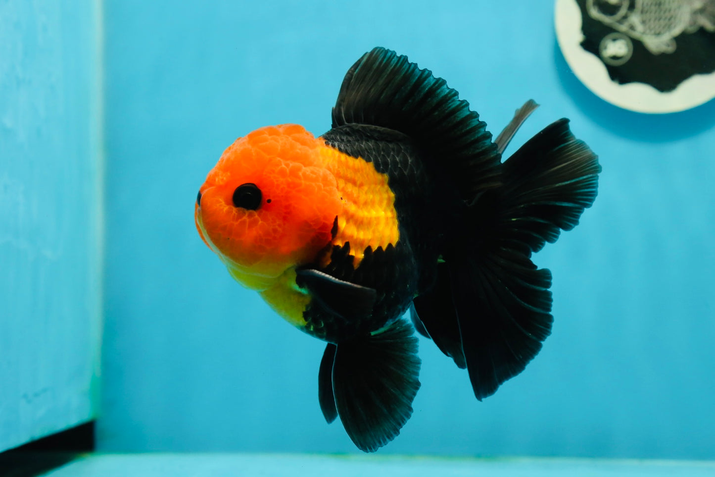 Grumpy 😡 A Grade Red Head Button Eyes Oranda Male 4.5-5 inches #1004OR_38