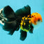 A Grade Tricolor Oranda Male 5.5 inches #112224OR_14