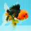 A Grade Red Head Tricolor Oranda Male 5-5.5 inches #031326OR_26