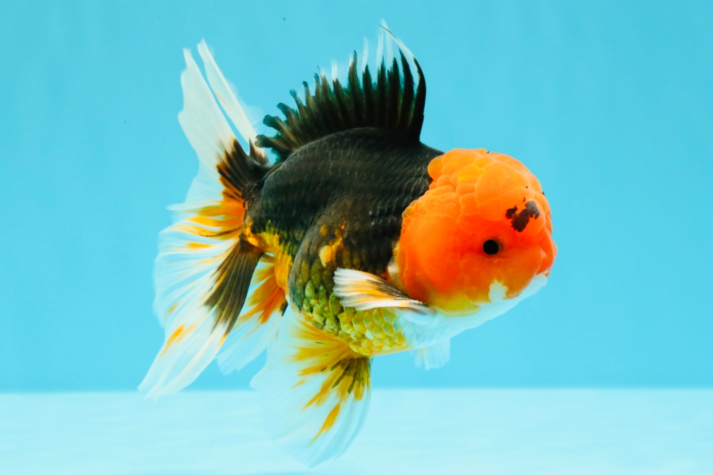 A Grade Red Head Tricolor Oranda Male 5-5.5 inches #031326OR_26