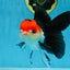 A Grade Tricolor Oranda Female 5.5-6 inches #081525OR_18