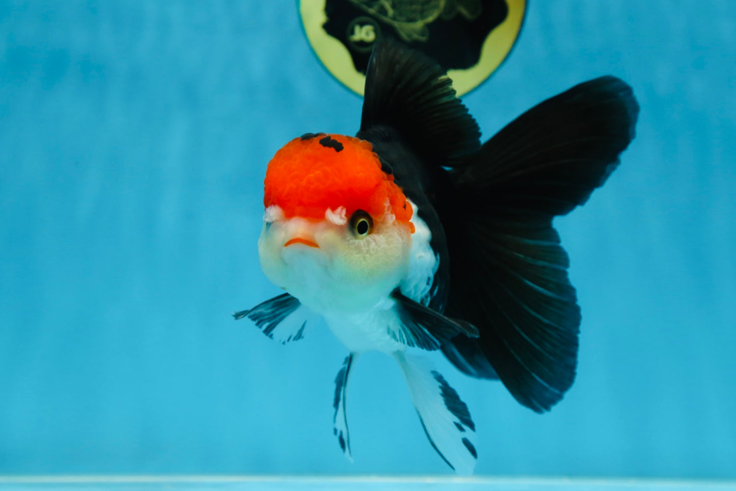 A Grade Tricolor Oranda Female 5.5-6 inches #081525OR_18