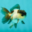 Panda Oranda Male 3-3.5 inches #1018OR_14