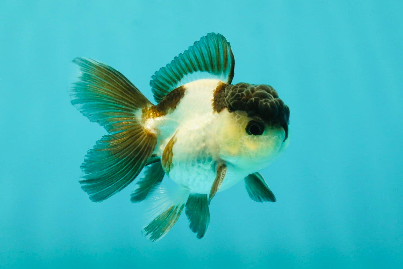 Panda Oranda Male 3-3.5 inches #1018OR_14