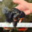 AAA Grade Long Fin Kirin Oranda Male 5.5-6 inches #062626OR_23