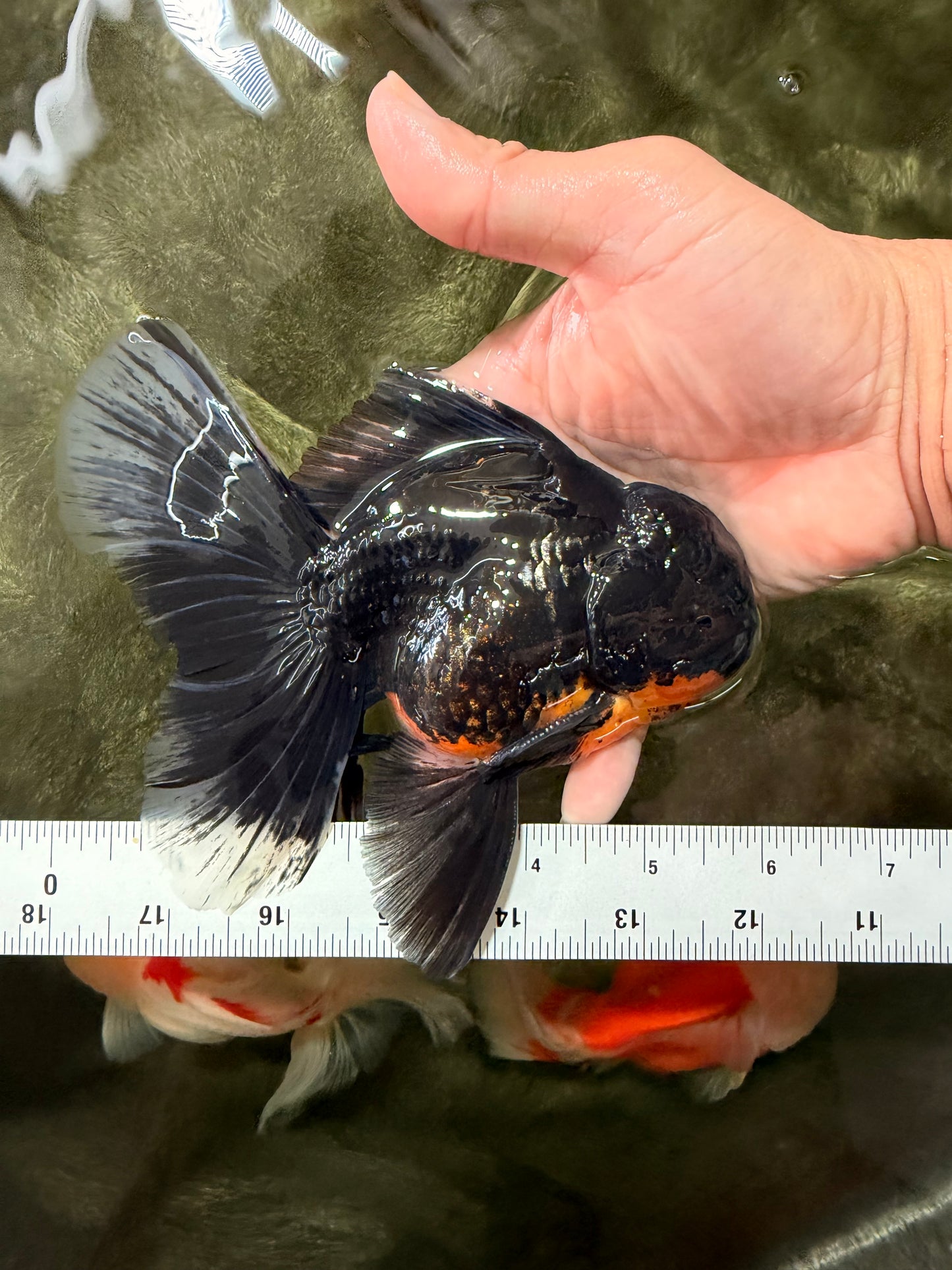 AAA Grade Long Fin Kirin Oranda Male 5.5-6 inches #062626OR_23
