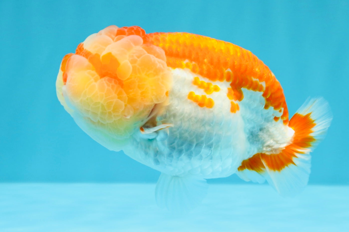 FLUFFY WEN AAA Grade Red White LionQueen 4-4.5 inches #022026LC_14