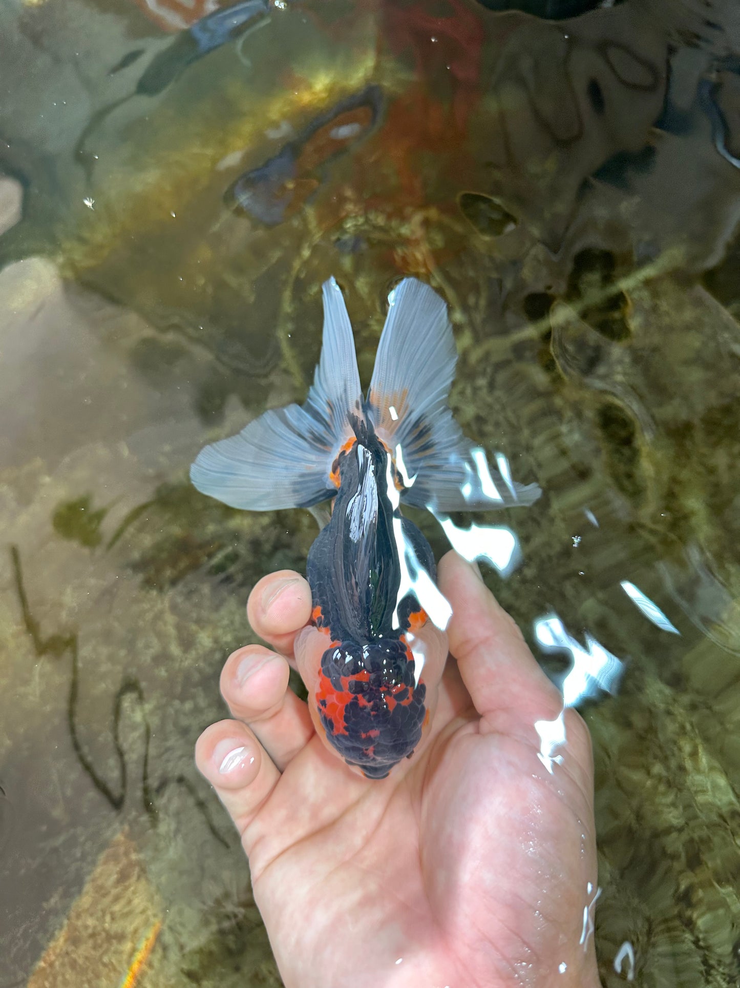 AAA Grade Tricolor Oranda Male 5 inches #080125OR_31