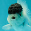 Black Tancho Panda Oranda Female 3.5 inches #110124OR_07