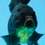 A Grade Big Size Black Oranda Female 7-7.5 inches #0706OR_10