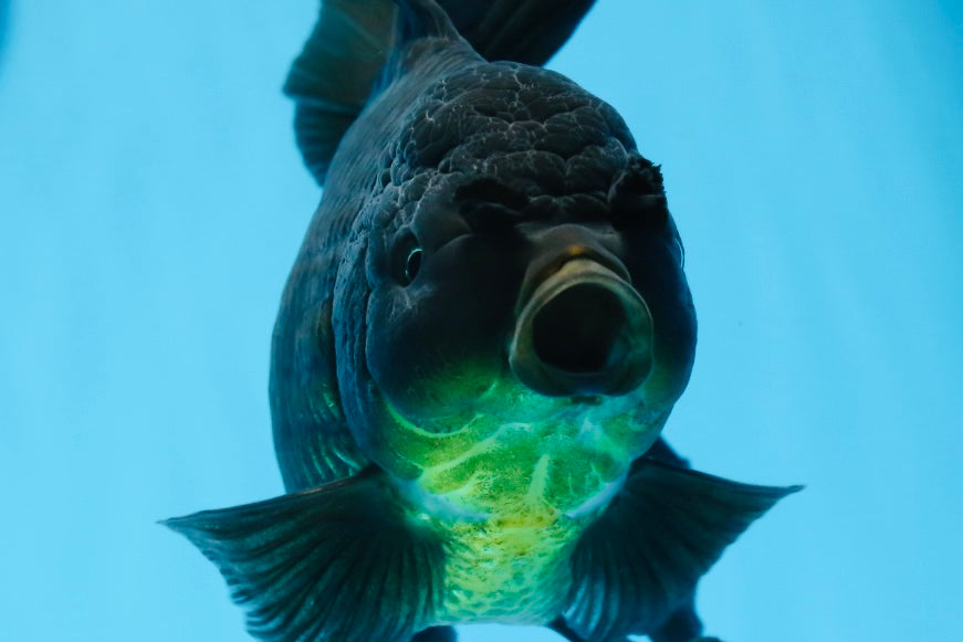 Oranda hembra negra de gran tamaño, grado A, 7-7,5 pulgadas, n.º 0706OR_10