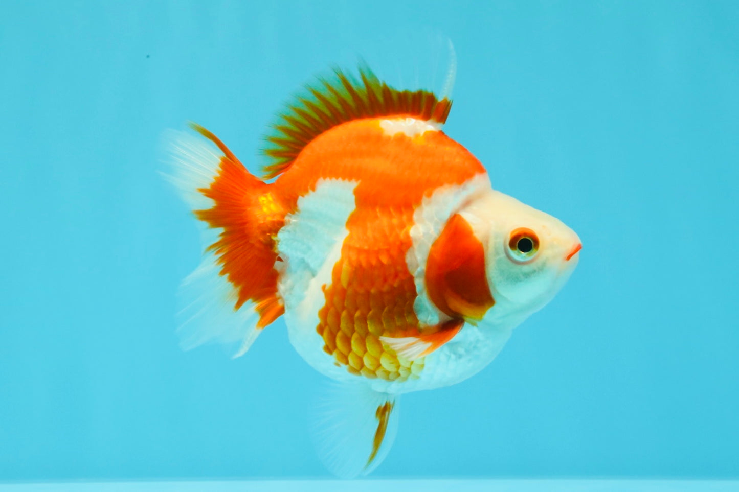 AAA Grade Red White Ryukin Female 4-4.5 inches #030626RK_16