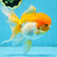 Orange White Oranda Female 5.5 inches #071125OR_07
