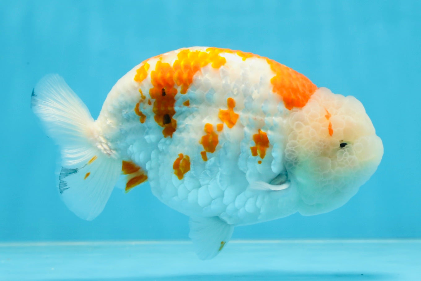 AAA Grade FANCY Kohaku Sakura LionKing 5.5 inches #100325LC_08