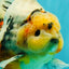 AAA Grade Sanke Marble Oranda Male 6.5 inches #062626OR_03