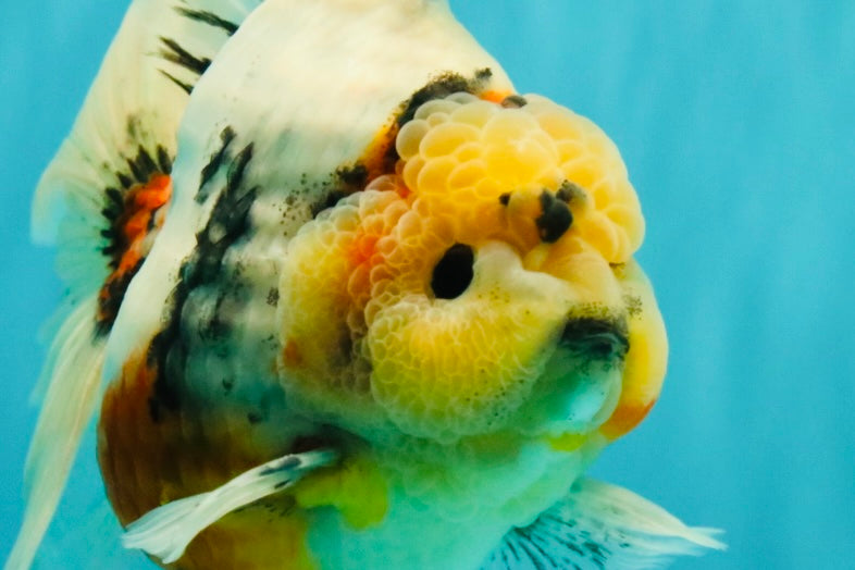 AAA Grade Sanke Marble Oranda Male 6.5 inches #062626OR_03