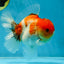 AAA Grade Godzilla Sakura Button Eyes Oranda Male 5-5.5 inches #052325_10