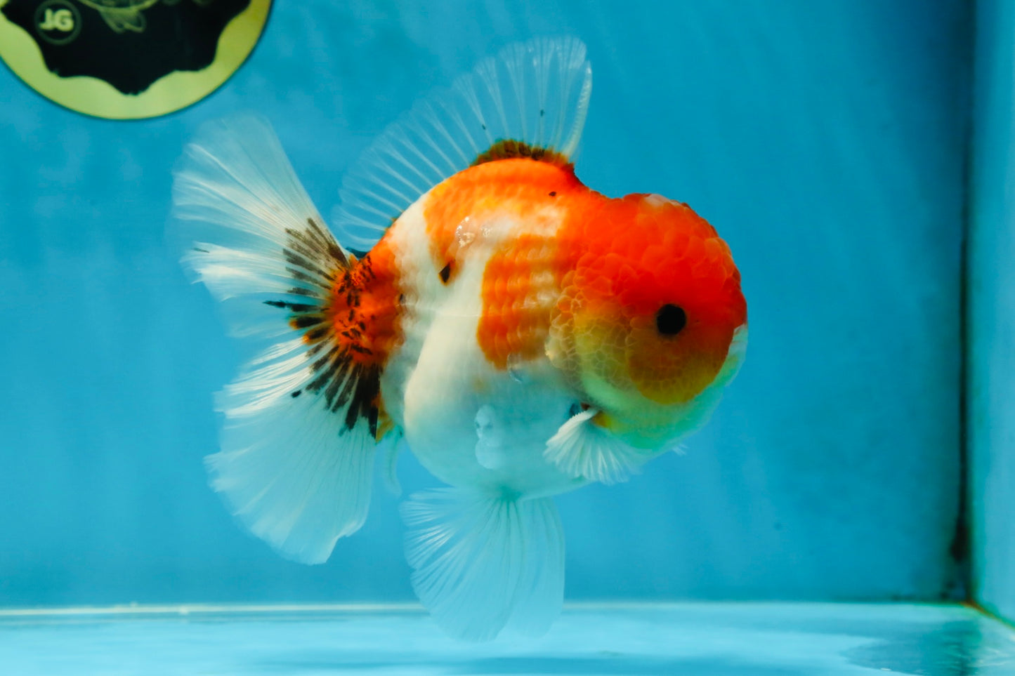 AAA Grade Godzilla Sakura Button Eyes Oranda Male 5-5.5 inches #052325_10