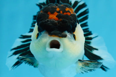 Oranda tricolor hembra de grado AAA de 4,5 pulgadas n.º 0830OR_04