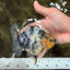 A Grade Marble Yuanbao Male 4.5-5 inches #073126YB_14