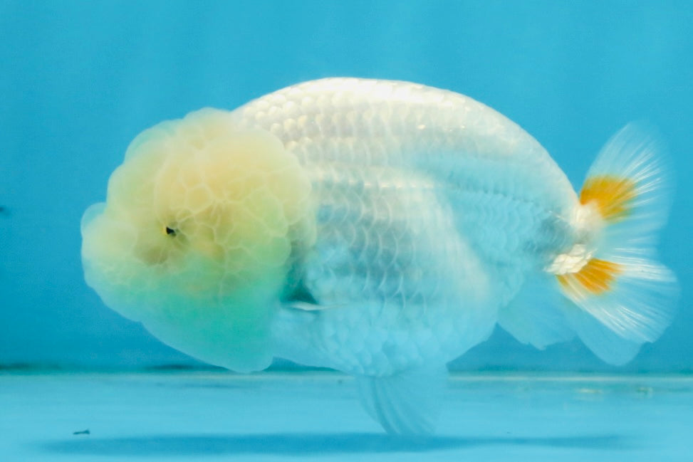 SNOW WHITE A Grade White LionQueen 3.5-4 inches #112825LC_05