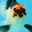 A Grade Angry Bird Tricolor Oranda Male 4.5-5 inches #053025OR_14