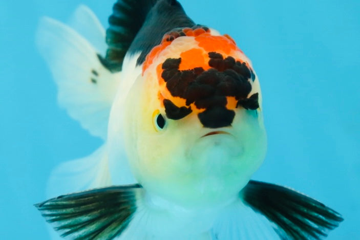 A Grade Angry Bird Tricolor Oranda Male 4.5-5 inches #053025OR_14