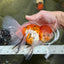 A Grade Jumbo MASSIVE BUTTERFLY TAIL Tricolor Sakura Oranda Female 6.5 inches #010325OR_03